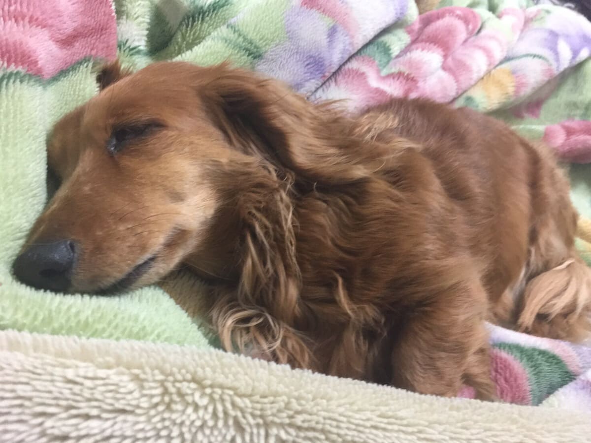 寝ているシニア犬